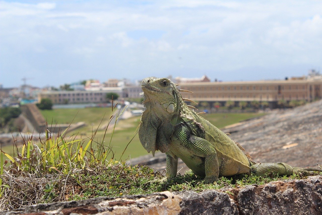 san-juan-puerto-rico-iguana-2455269